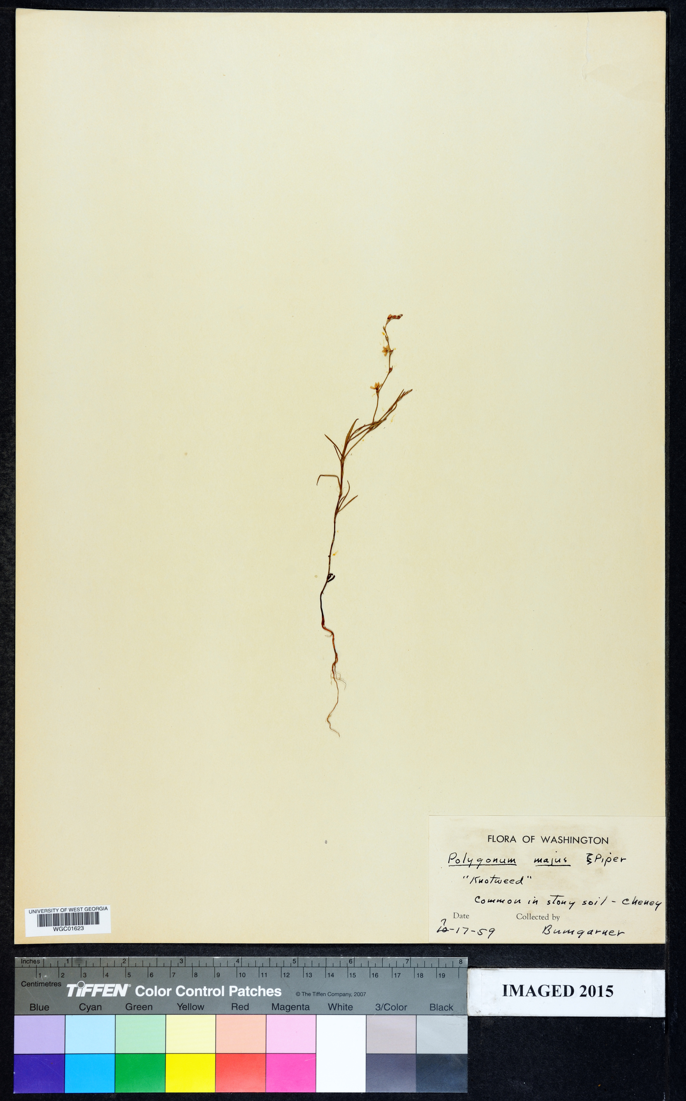 Polygonum douglasii subsp. majus image