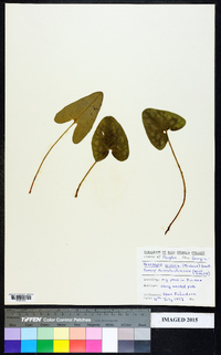 Hexastylis arifolia image