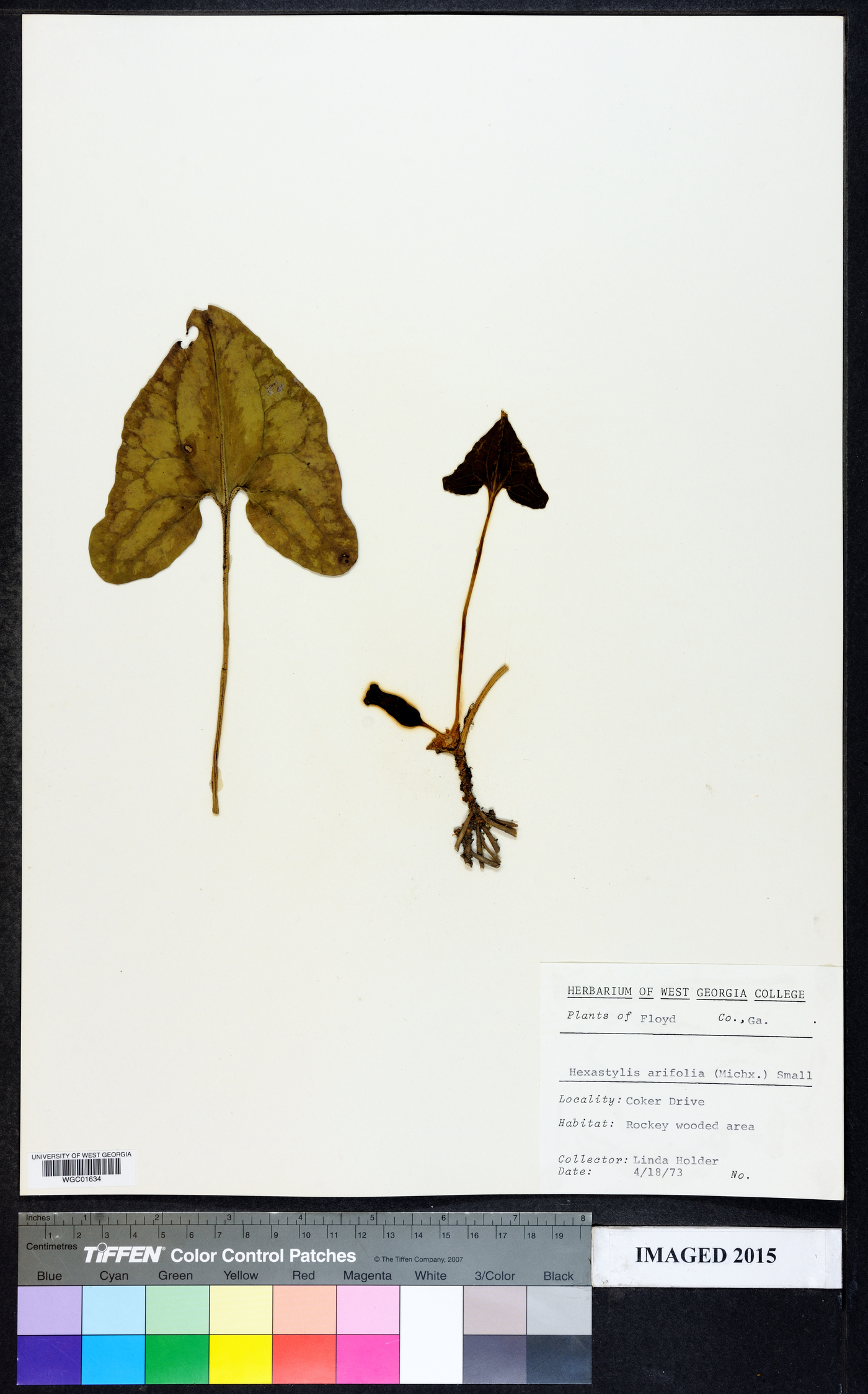 Hexastylis arifolia image