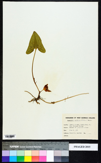 Hexastylis arifolia image