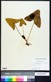 Hexastylis arifolia image