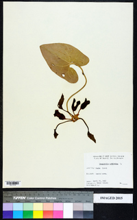 Hexastylis arifolia image