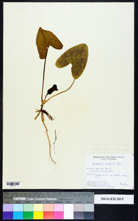 Hexastylis arifolia image