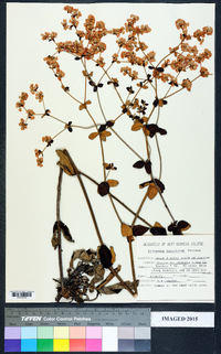 Eriogonum tomentosum image