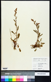 Rumex hastatulus image