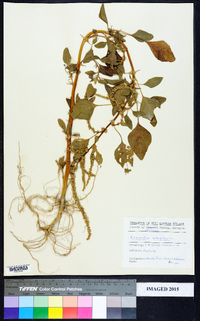 Amaranthus retroflexus image