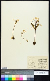 Claytonia lanceolata image