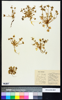 Claytonia parviflora image