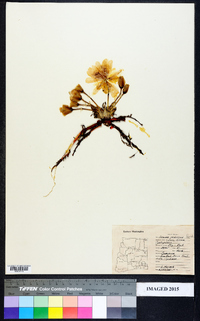 Liatris aspera image