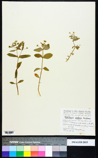 Stellaria pubera image