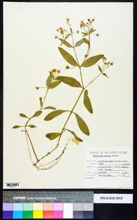 Stellaria pubera image