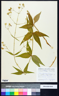 Silene stellata image