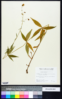 Silene stellata image