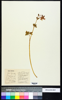 Aquilegia formosa image