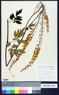 Actaea racemosa image