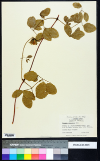 Clematis reticulata image