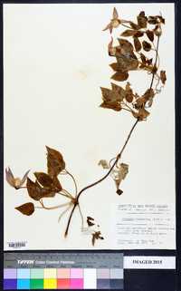 Clematis columbiana image