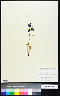 Delphinium nuttallianum image