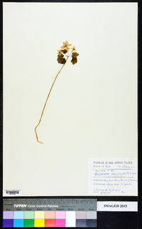 Thalictrum thalictroides image