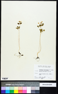 Thalictrum thalictroides image