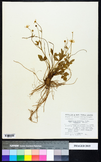 Ranunculus hispidus var. eurylobus image