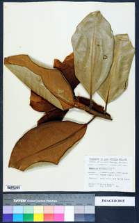 Magnolia grandiflora image