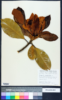 Magnolia grandiflora image