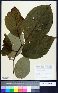 Magnolia acuminata image