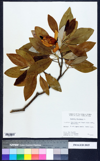 Magnolia virginiana image