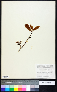 Asimina parviflora image