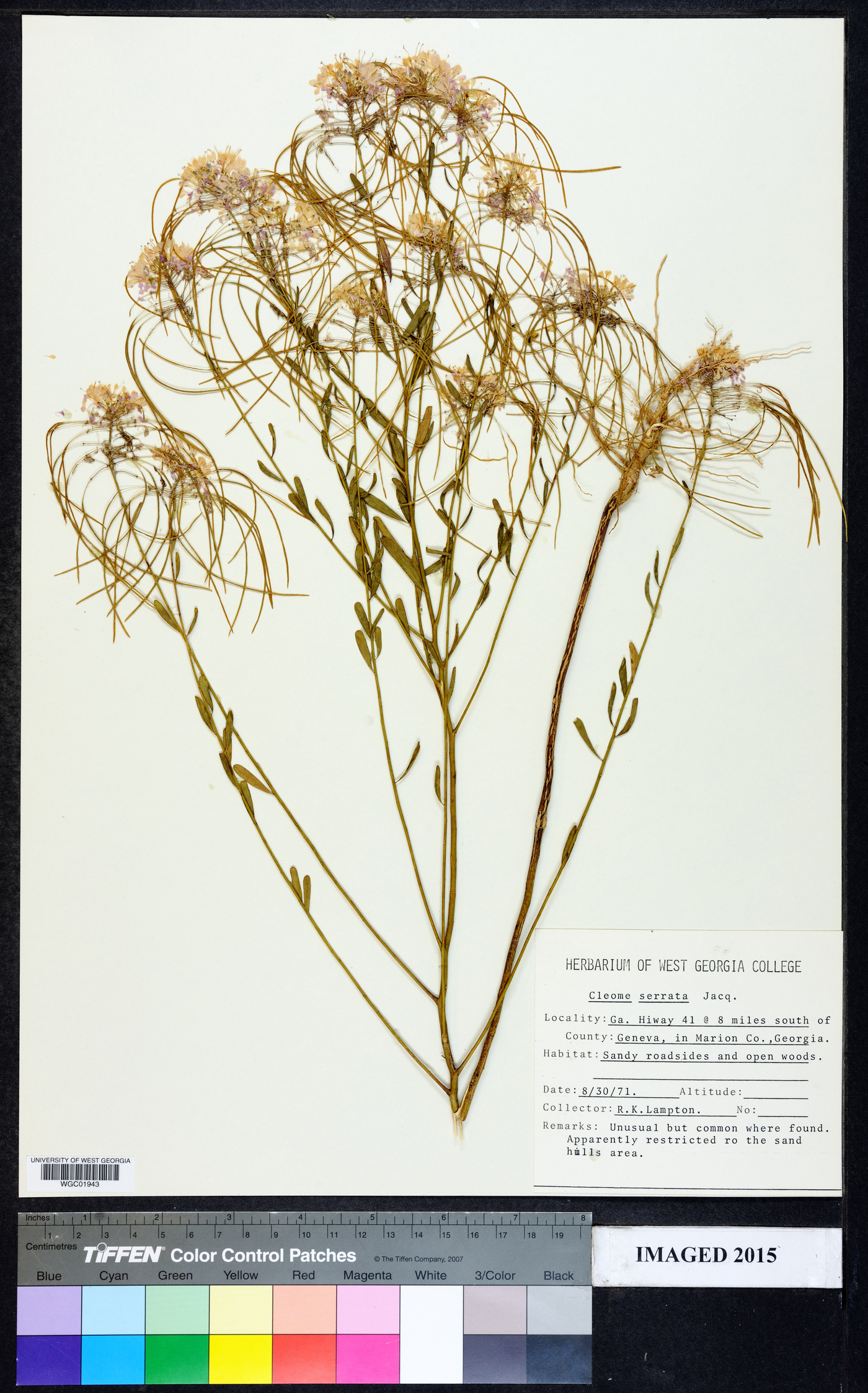 Cleoserrata serrata image