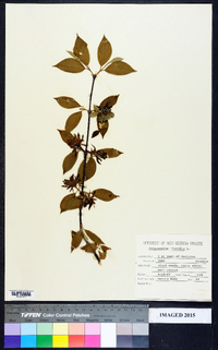 Calycanthus floridus image