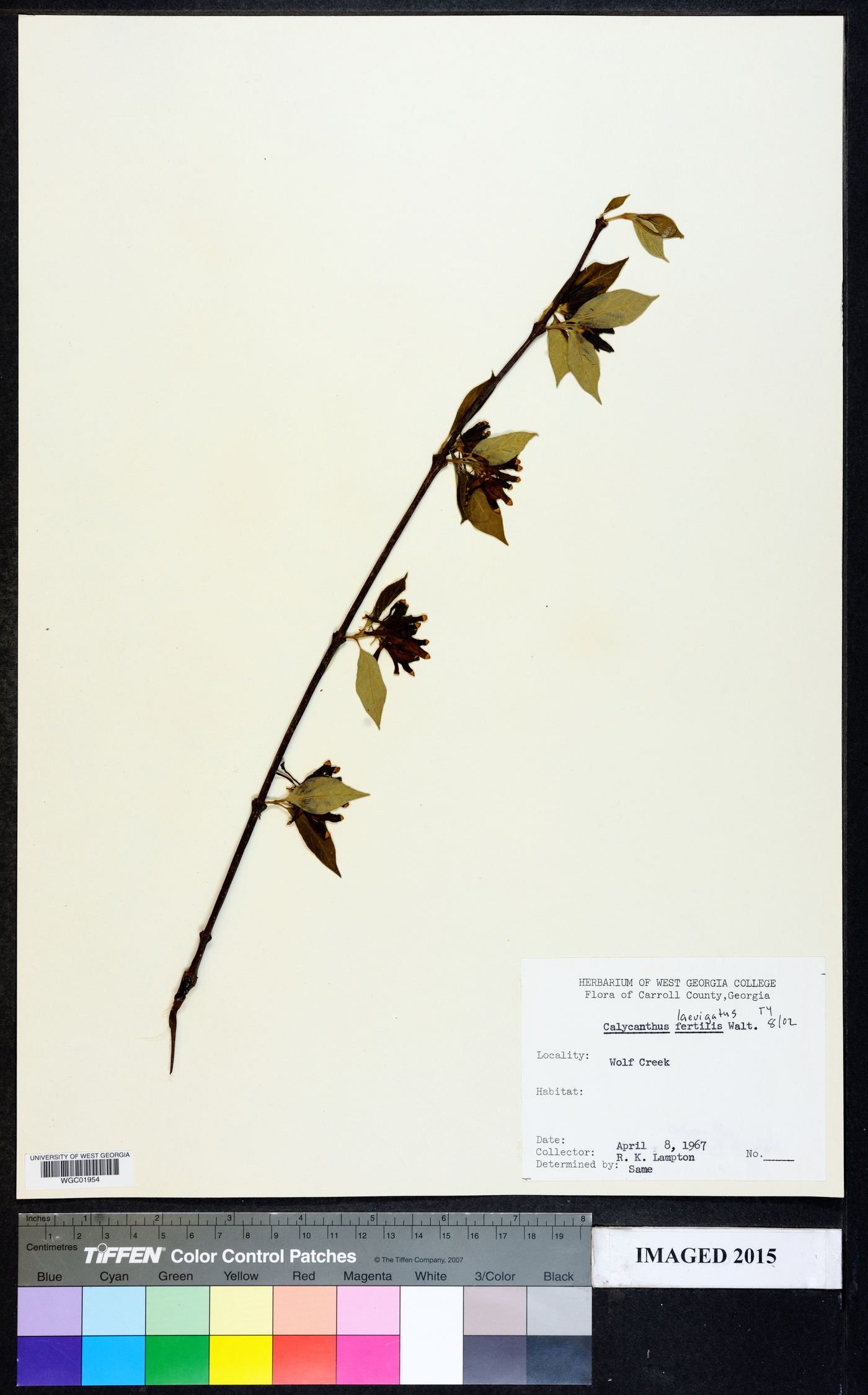 Calycanthus laevigatus image