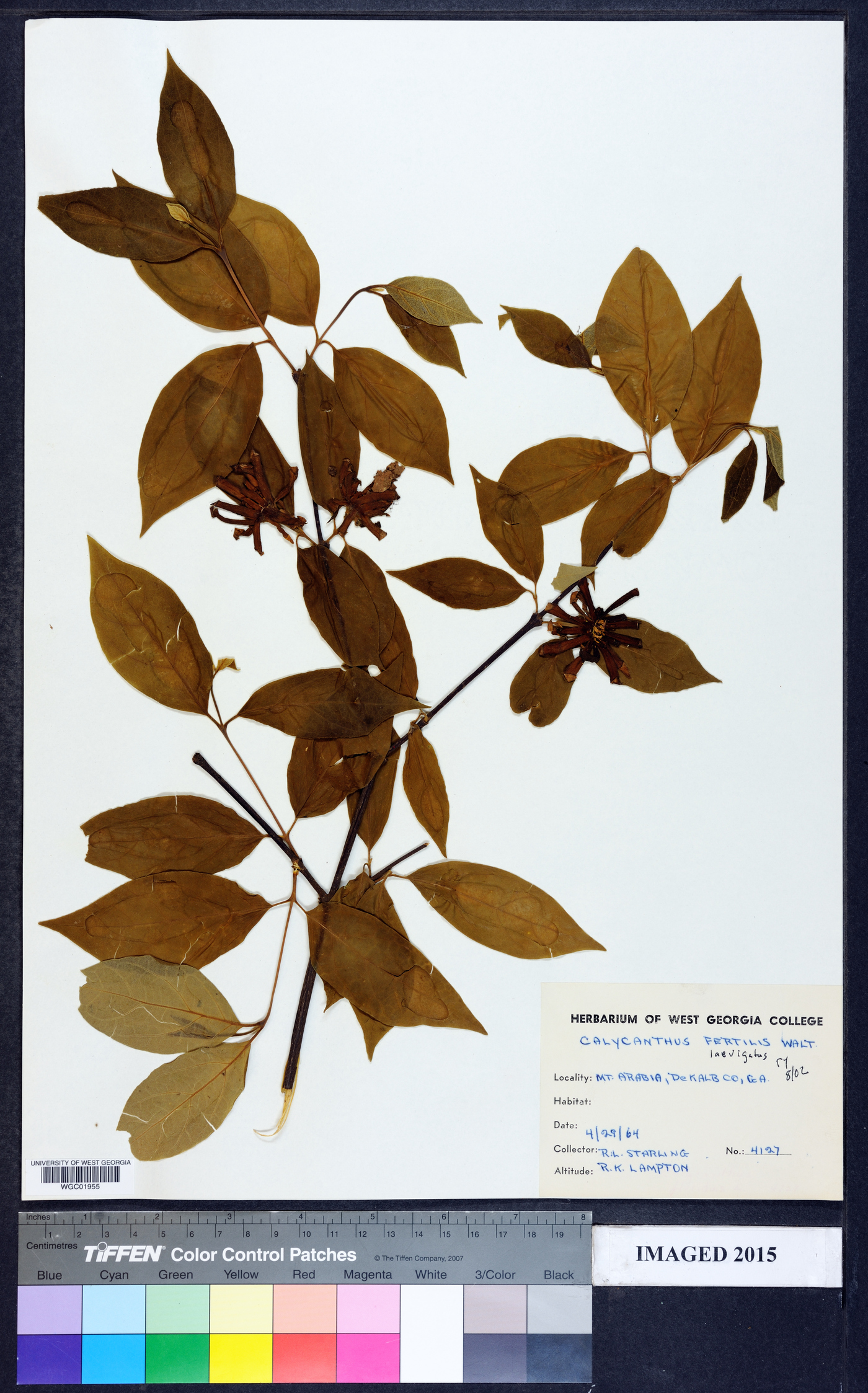 Calycanthus laevigatus image