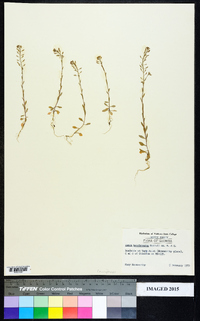 Draba brachycarpa image