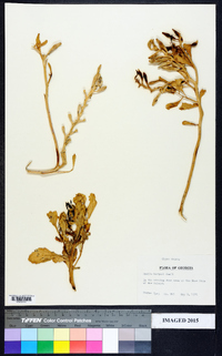 Cakile edentula subsp. harperi image