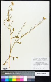 Raphanus raphanistrum image
