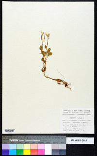 Raphanus raphanistrum subsp. sativus image