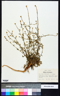 Sisymbrium officinale image