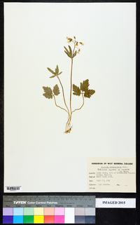 Cardamine angustata var. angustata image