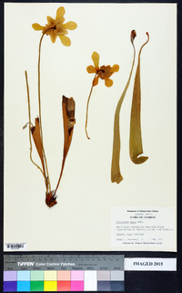 Sarracenia minor image