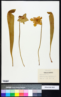 Sarracenia minor image