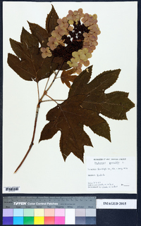 Hydrangea quercifolia image