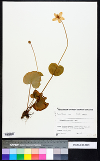 Parnassia asarifolia image