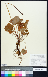 Heuchera americana image