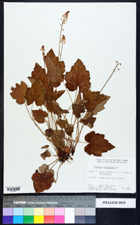 Tiarella cordifolia image