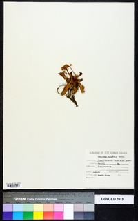 Micranthes virginiensis image