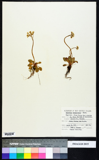 Micranthes virginiensis image