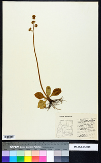 Saxifraga nidifica image