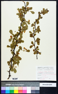 Crataegus flava image